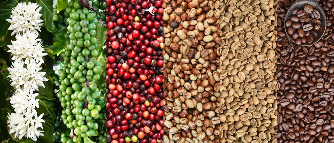 Kaffee: Anbau, Röstung und Zubereitung - die Wissenschaft