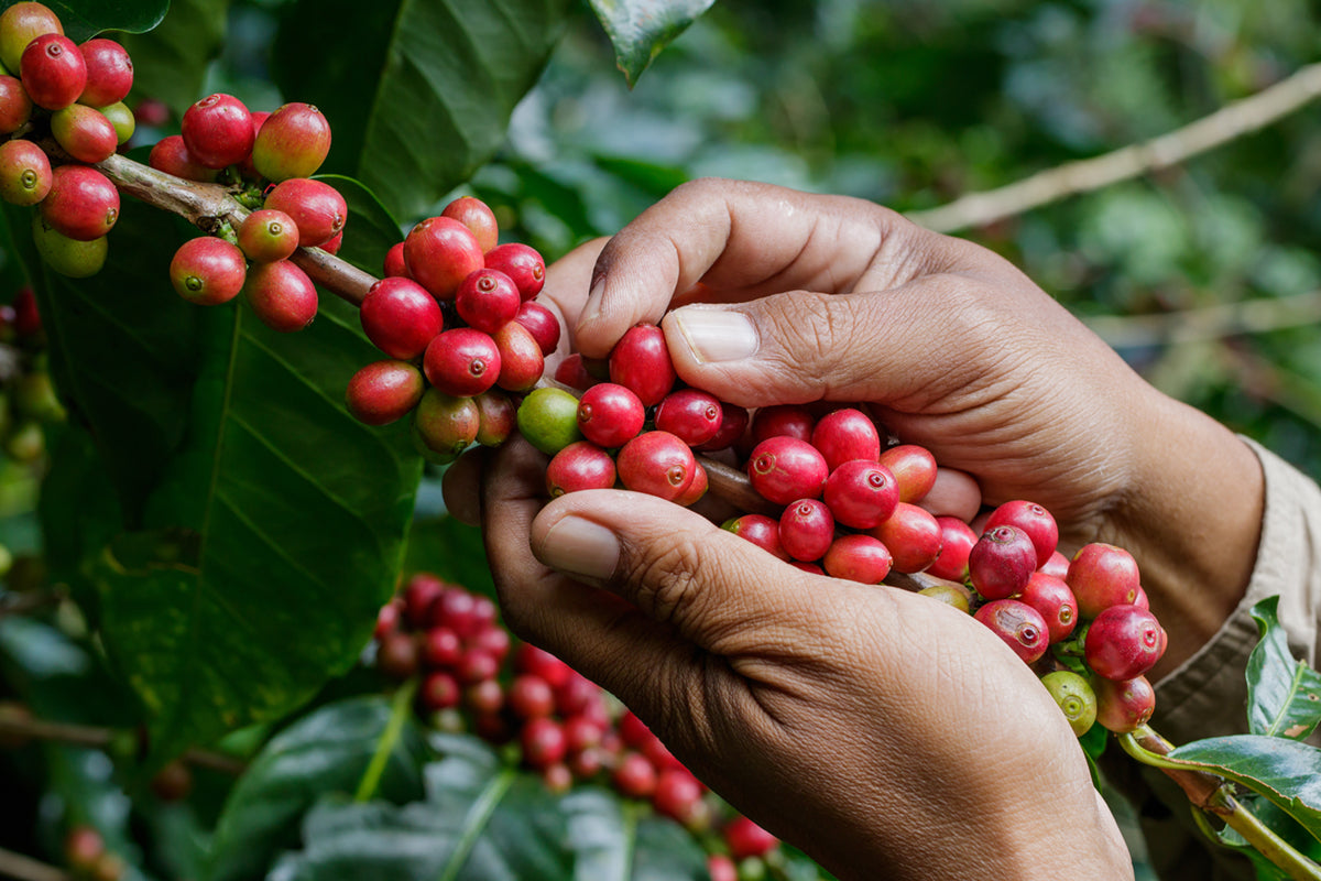 Die Entstehung und Entwicklung von Kaffeepreisen