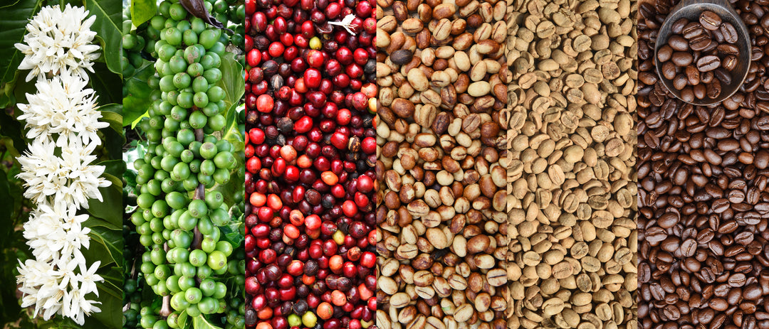 Kaffee: Anbau, Röstung und Zubereitung - die Wissenschaft